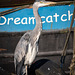 Juvenile Grey heron