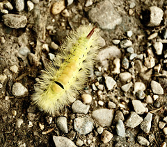 Schmetterling Schmetterling