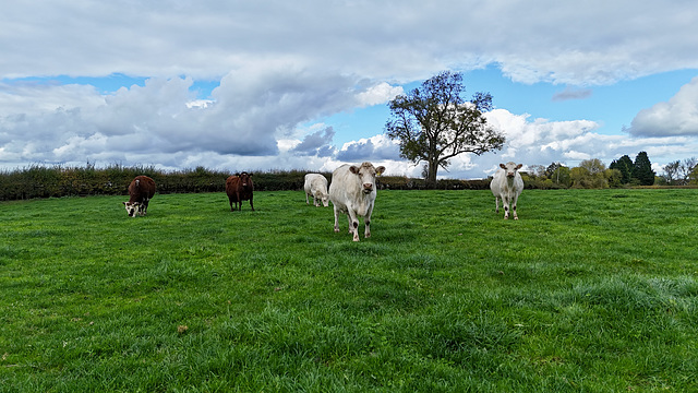 Cattle grazing