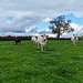 Cattle grazing Cattle grazing