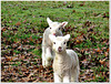 Twin Lambs.