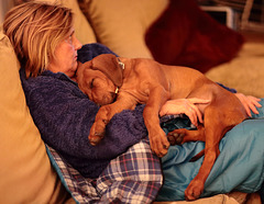 IMG 9315 RhodesianRidgebackPuppy dpp