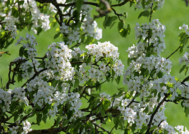 Kirschblüte