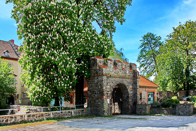 Kastanienblüte am Burgtor