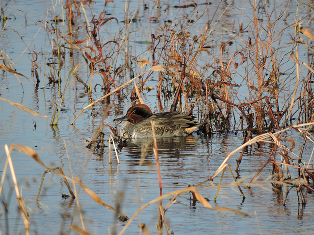 Green-winged Teal