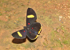 Butterfly IMG_6233