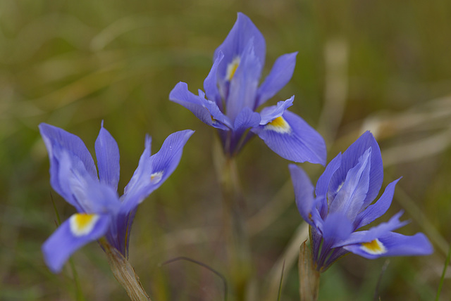 Gynandriris sisyrinchium