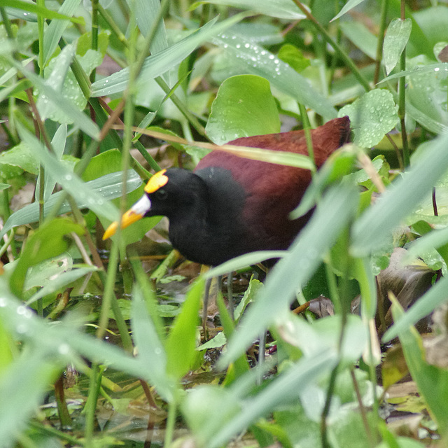 Northern Jacana