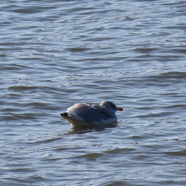 Juvenile herring gull (I think)