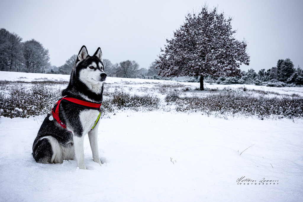 Sinna, Stolz im Schnee