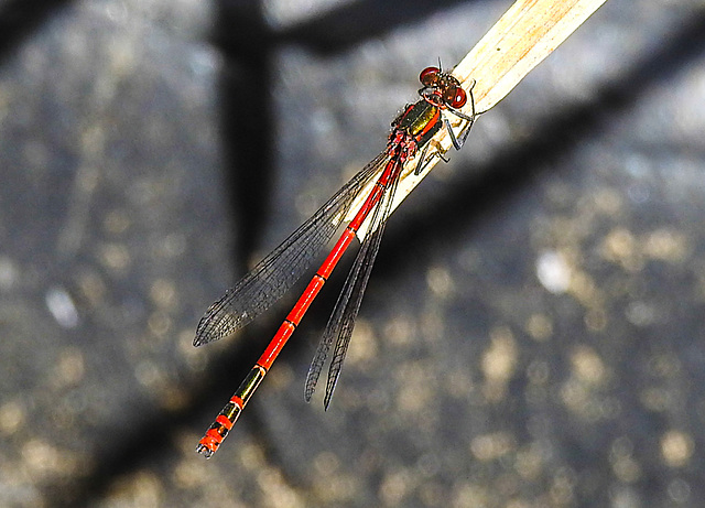 20220515 0931CPw [D~LIP] Adonislibelle (Pyrrhosoma nymphula), Bad Salzuflen