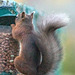 The Orchard Red Squirrel at Breakfast!