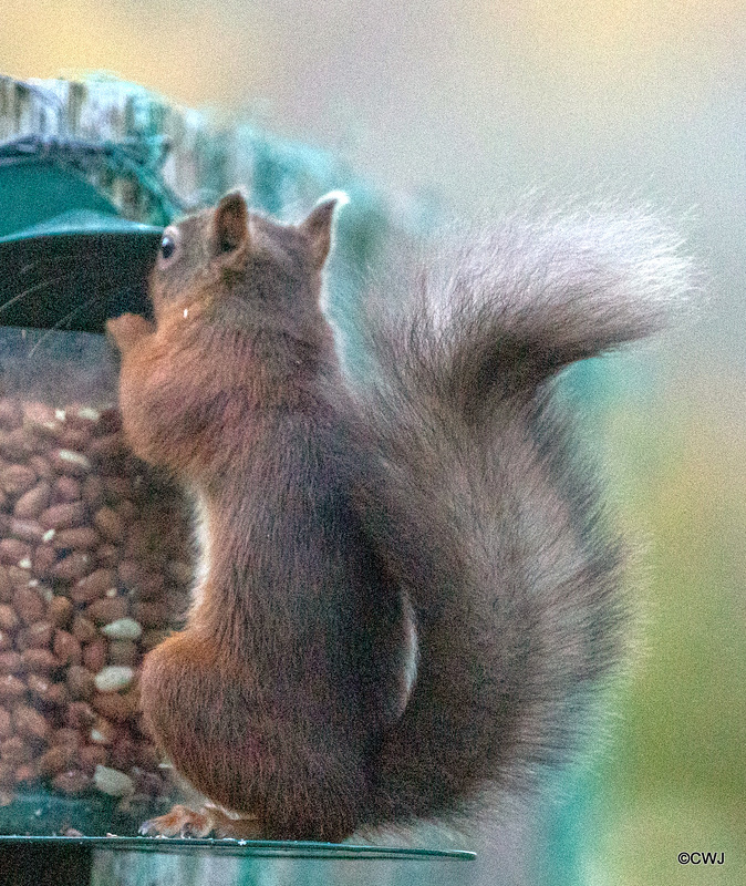 The Orchard Red Squirrel at Breakfast!