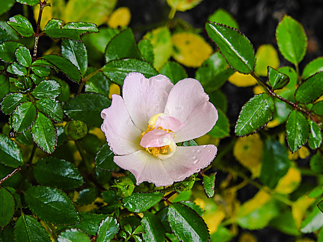 20221022 1870CPw [D~LIP] Zwergrose (Rosa 'Kordes Sternenhimmel'), Bad Salzuflen