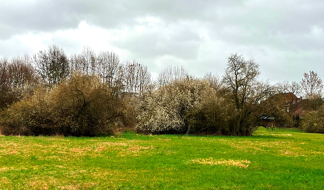 DE - Weilerswist - Frühling in der Erftaue