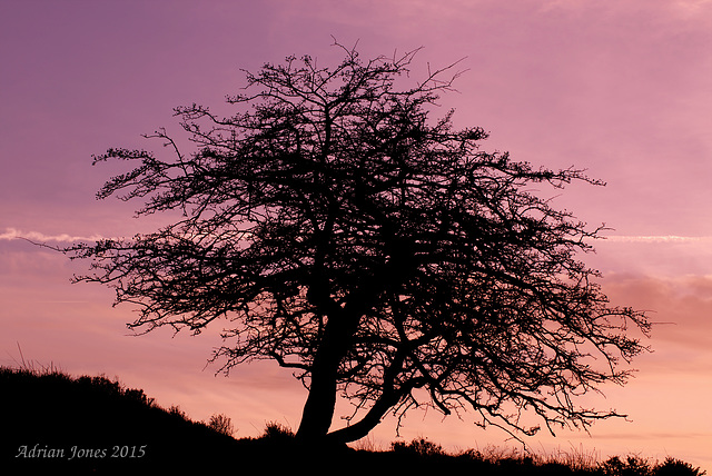 Hawthorn