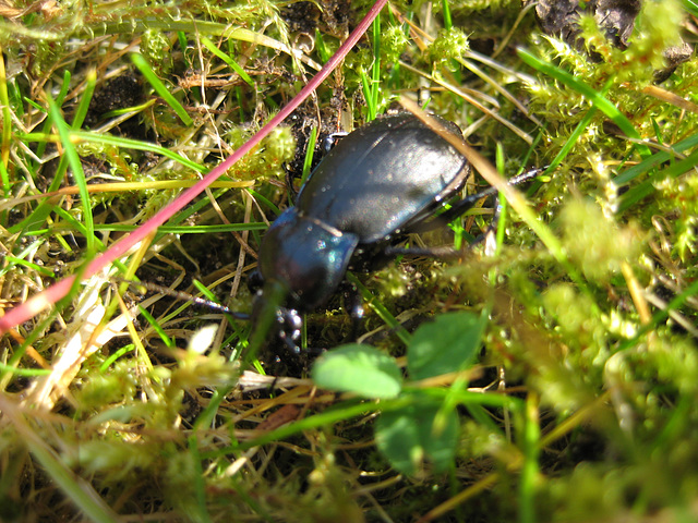 17.03.2015 -Die Insektensaison ist eröffnet