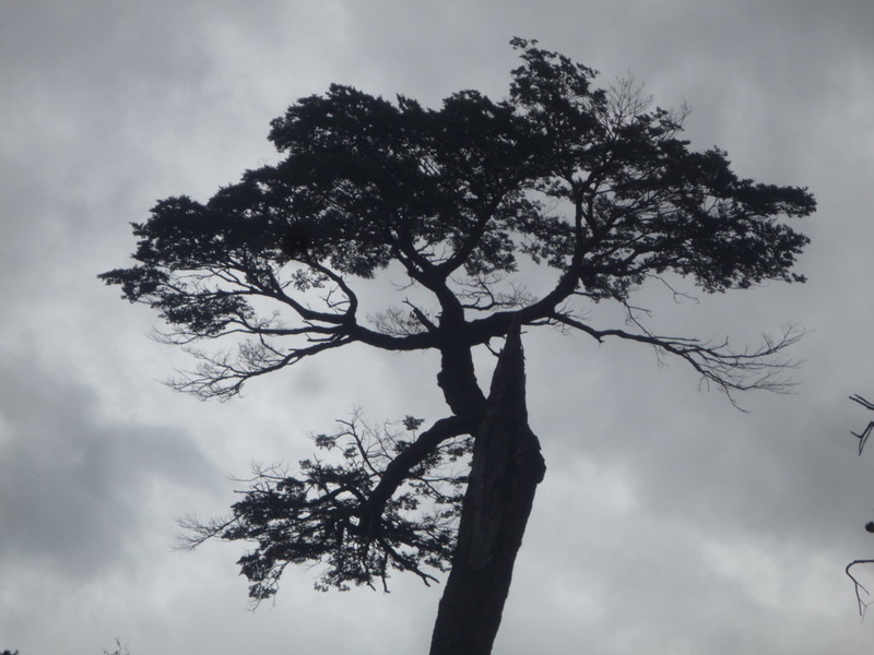 Un árbol muy alto
