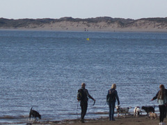 The beach is certainly a meeting place for dogs and their owners