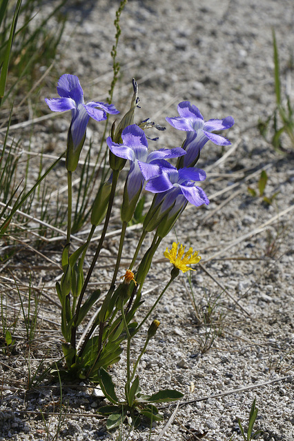 Fringed Gentian