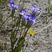 Fringed Gentian