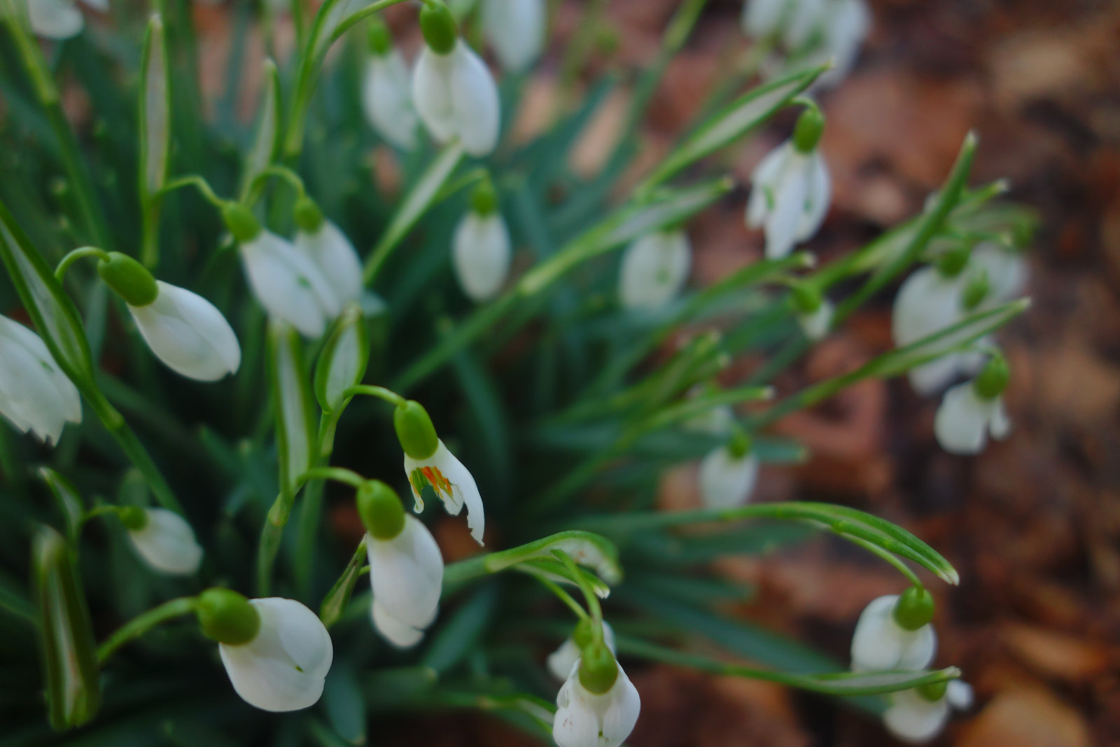 Clump of Snowdrops