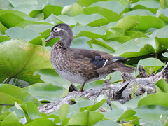 Wood Ducks