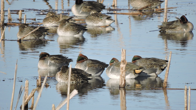 Green-winged Teal