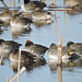 Green-winged Teal