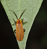 Beetle IMG_6264