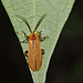 Beetle IMG_6264