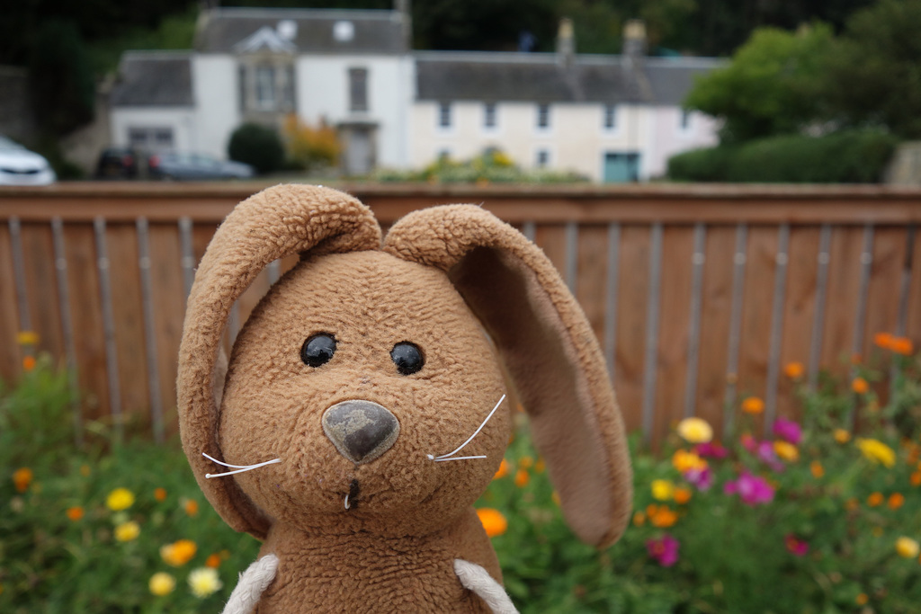 Culross fence and flowers