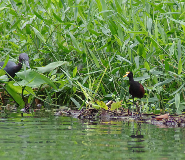 Northern Jacana and friend