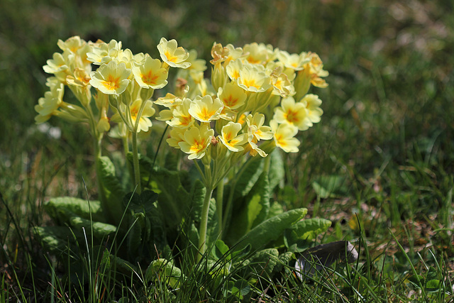 Primula elatior dans une pelouse