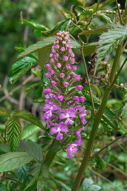 Platanthera psycodes (Small Purple Fringed orchid)