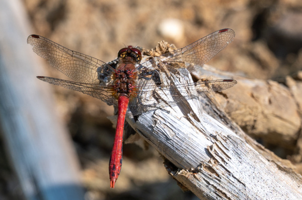 Ruddy Darter-DSZ5780