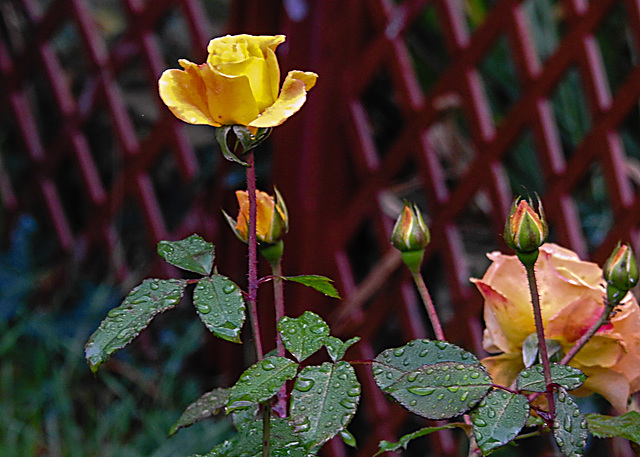 20221022 1871CPw [D~LIP] Beetrose (Rosa 'Noack Westzeit'), Bad Salzuflen