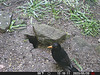 gct[3] - male blackbird