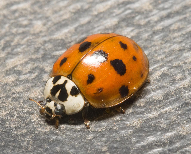 IMG 1823 Harlequin Ladybird-1