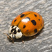 IMG 1823 Harlequin Ladybird-1
