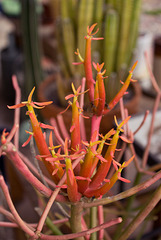 Fire sticks (Euphorbia tirucalli)