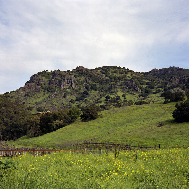 Stags Leap Palisades