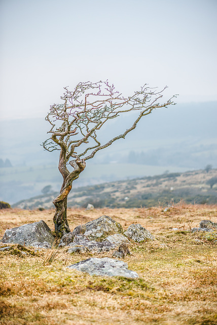 Dartmoor -  20160318