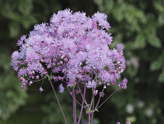 Thalictrum aqilegiifolium