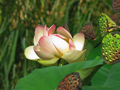 L'un des derniers lotus