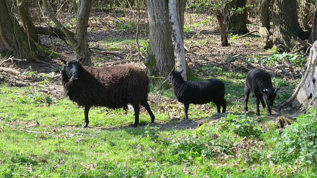 Ba Ba Black Sheep