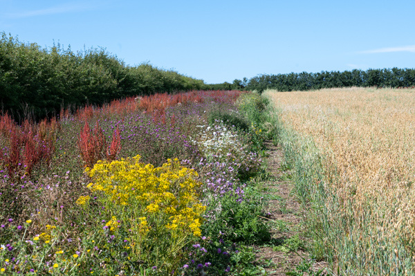 Sainfoin-DSZ5322