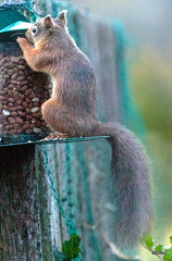 The Orchard Red Squirrel at Breakfast!