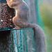 The Orchard Red Squirrel at Breakfast!