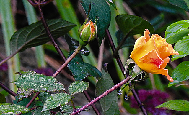 20221022 1872CPw [D~LIP] Beetrose (Rosa 'Noack Westzeit'), Bad Salzuflen